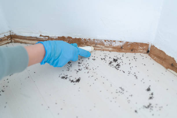 Best Termite Control Services  in Carlisle Rockledge, AL